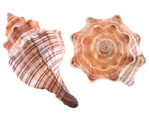 海扇壳 — 图库照片