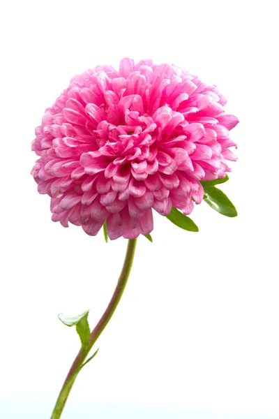 红翠菊 — 图库照片