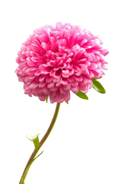红翠菊 — 图库照片