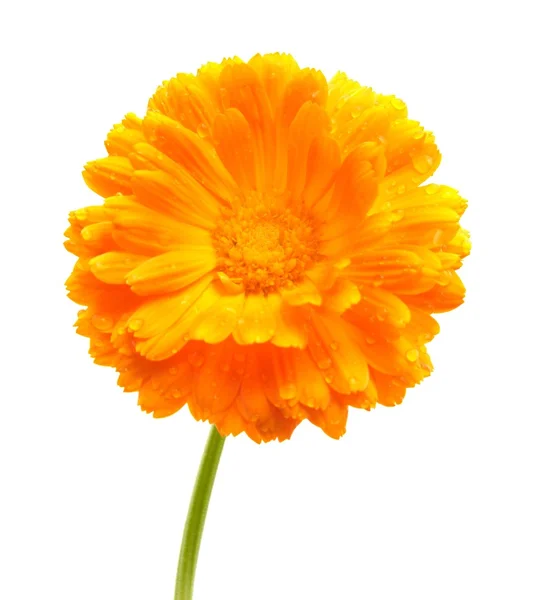 stock image Flower