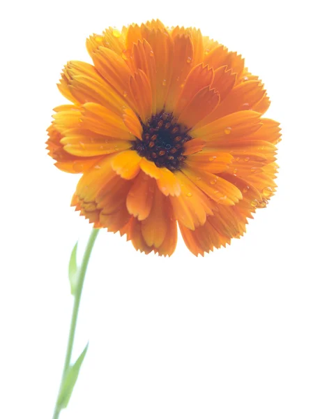 Virág Stock Kép