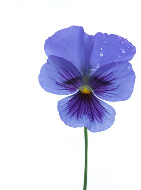 Pansy clipart