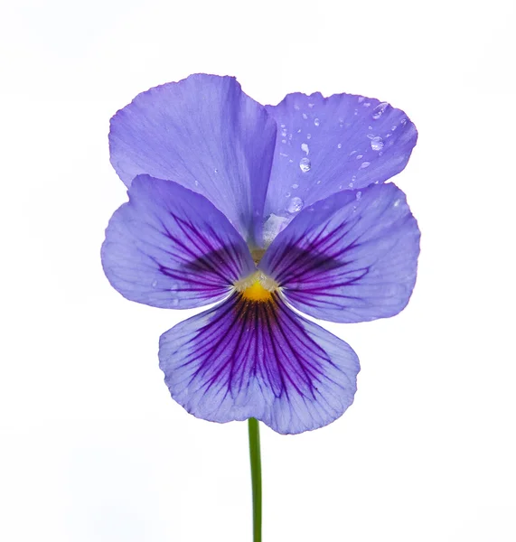 Stock image Pansy