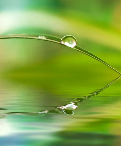 Вода падає на лист рослини — стокове фото