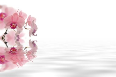 Flower floating in water clipart