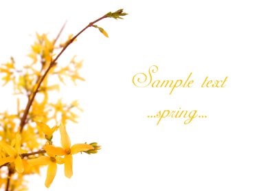 Spring Blossom clipart