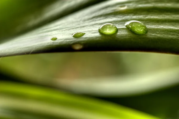 Bitki su damlaları — Stok fotoğraf