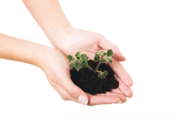 New life. Plant and hand — Stock Photo, Image