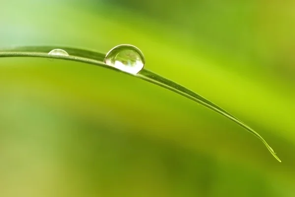 Капли воды в растении — стоковое фото