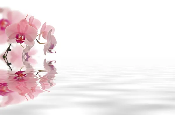 Цветок плавает в воде — стоковое фото