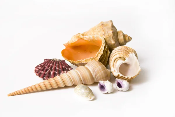 Conch — Stock Photo, Image