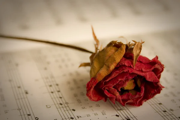 Single music rose — Stock Photo, Image