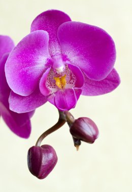 Purple orchid clipart