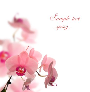 Spring Blossom clipart