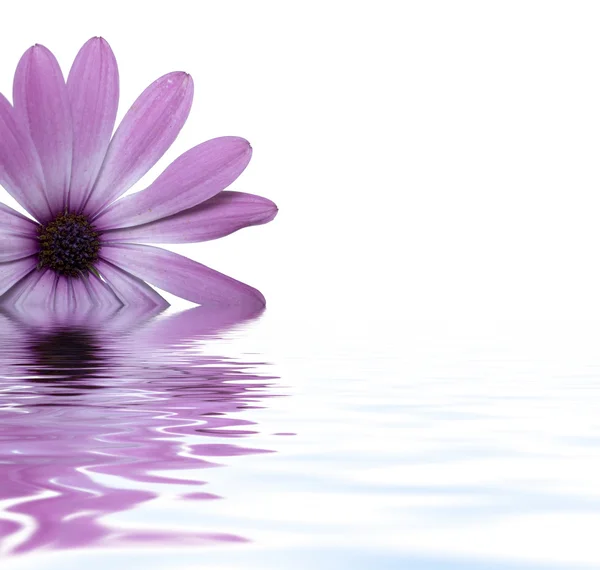 Цветок плавает в воде — стоковое фото
