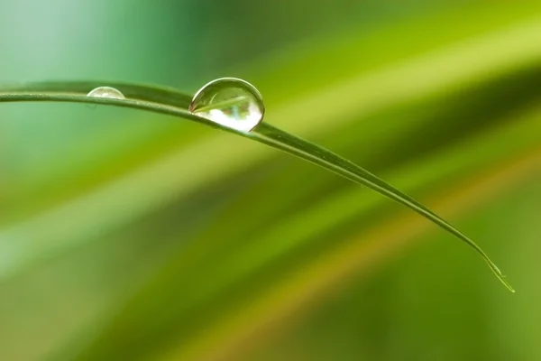 Wassertropfen in Pflanze — Stockfoto