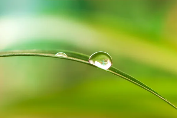 Краплі води в рослині — стокове фото