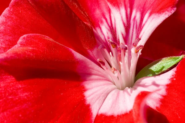 Червона квітка макросу — стокове фото