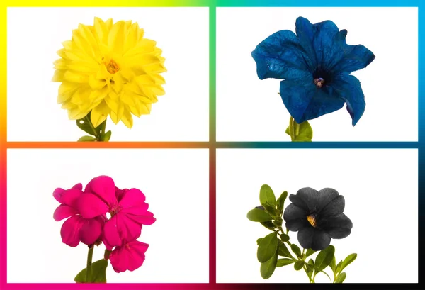 Colagem CMYK flores — Fotografia de Stock