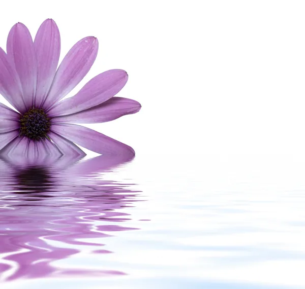 Квітка плаває у воді Стокова Картинка