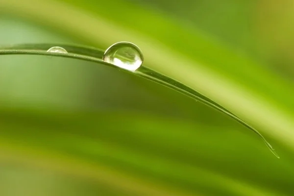 植物の水滴 — ストック写真