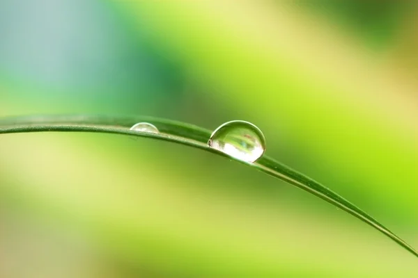Gotas de água na planta — Fotografia de Stock