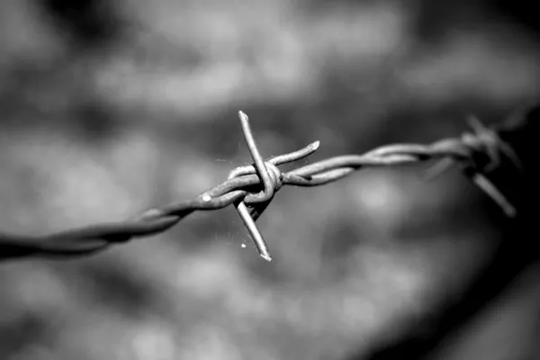 Barb wire fragment — Stok fotoğraf