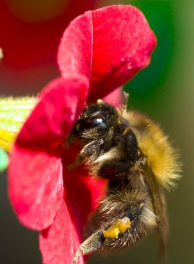 Çiğdem üzerinde büyük bumble bee