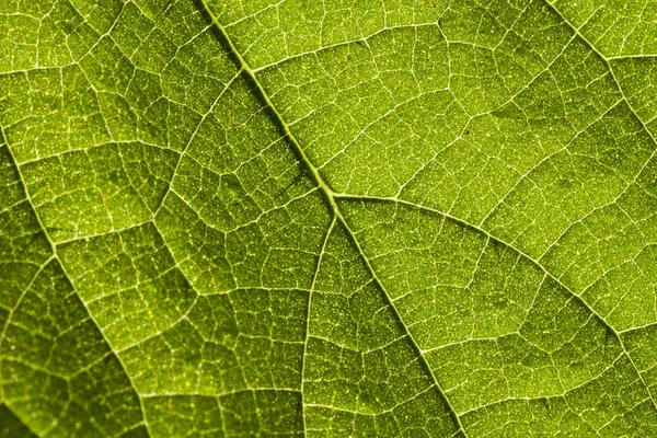 Superficie foliar —  Fotos de Stock