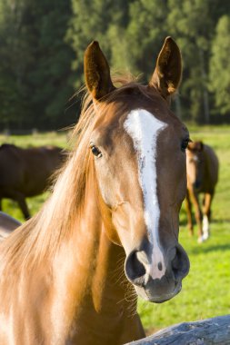 Chestnut foal portrait clipart