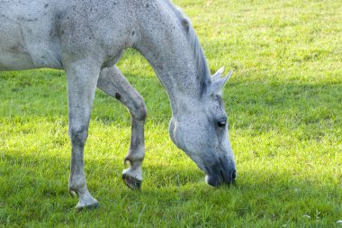 White Horse clipart