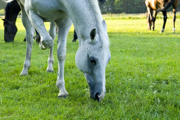 White Horse — Stock Photo, Image