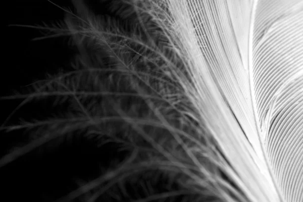 White feather — Stockfoto