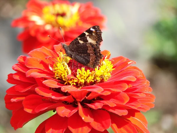 Butterfly on the red flower — Stock Photo, Image