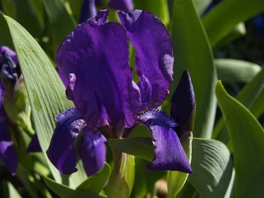 Iris