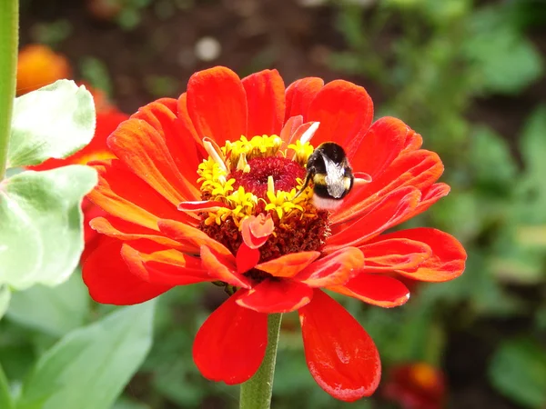 Flor vermelha brilhante e uma abelha — Fotografia de Stock