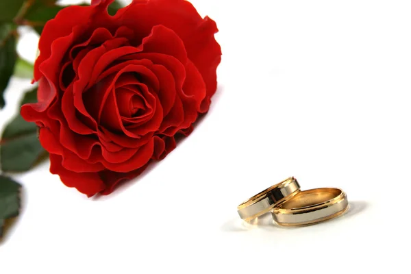 Anéis de casamento e rosa — Fotografia de Stock