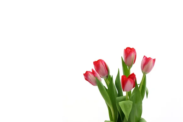 Beautiful delicate tulips — Stock Photo, Image