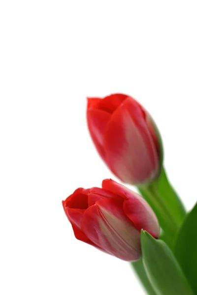 Beautiful delicate tulips — Stock Photo, Image