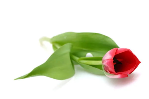 Beautiful delicate tulip — Stock Photo, Image