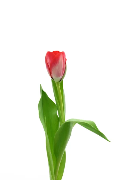 Beautiful delicate tulip — Stock Photo, Image