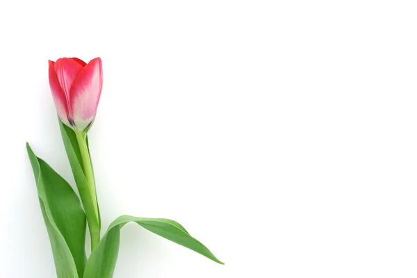 Linda tulipa delicada — Fotografia de Stock