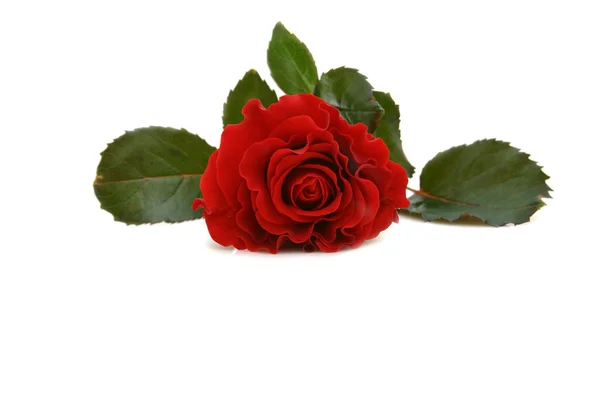 Beautiful red rose Royalty Free Stock Images