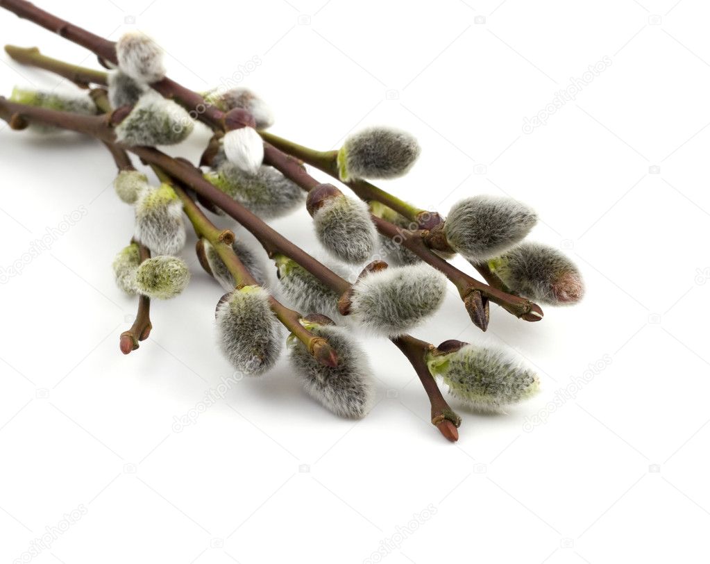 Willow catkins