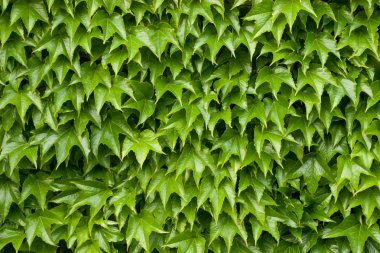 Boston Ivy arka plan