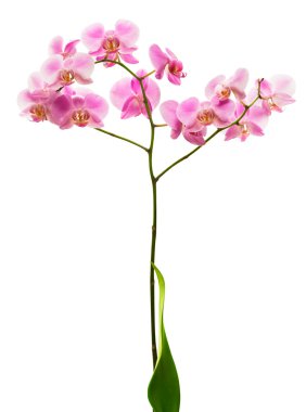 Pink orchid flower clipart