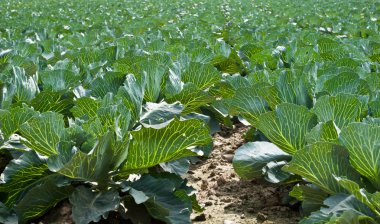 Cabbage field clipart