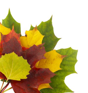 Autumn colors 2; mapple leaves clipart