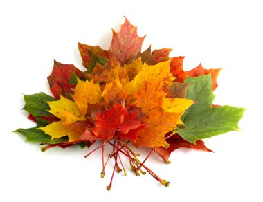 Autumn colors 6; mapple leaves clipart