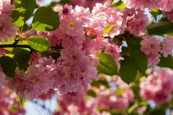 stock image Cherry blossom